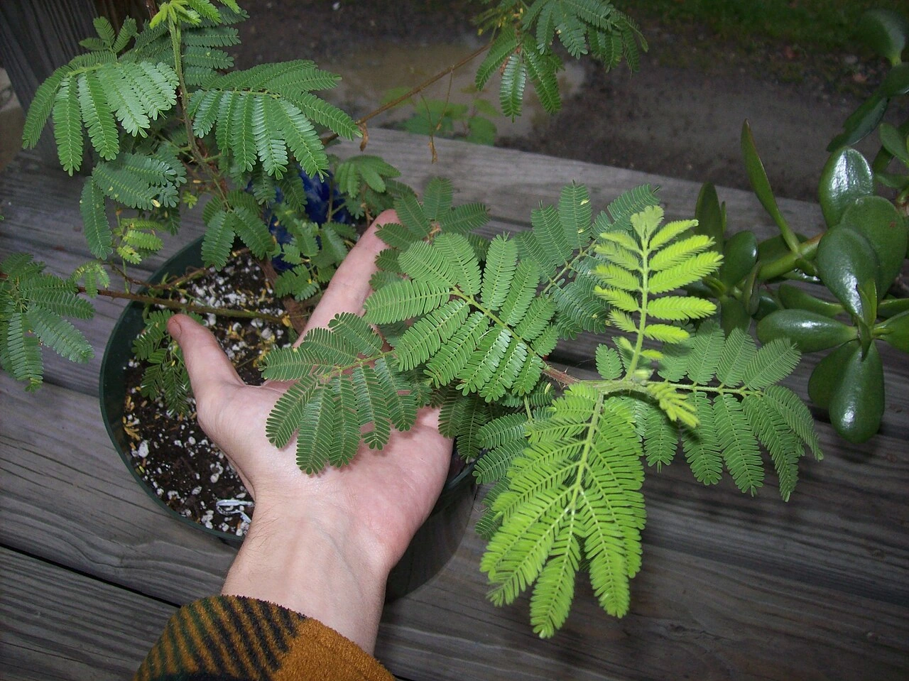 A close-up photo of a Mimosa tenuiflora (Mimosa hostilis, Jurema Preta) plant with compound fern-like leaves, shown in a